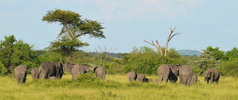 12 Day Safari in Tanzania Expedition