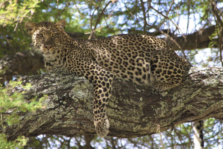 15 Days Kenya & Tanzania Big Five Safari