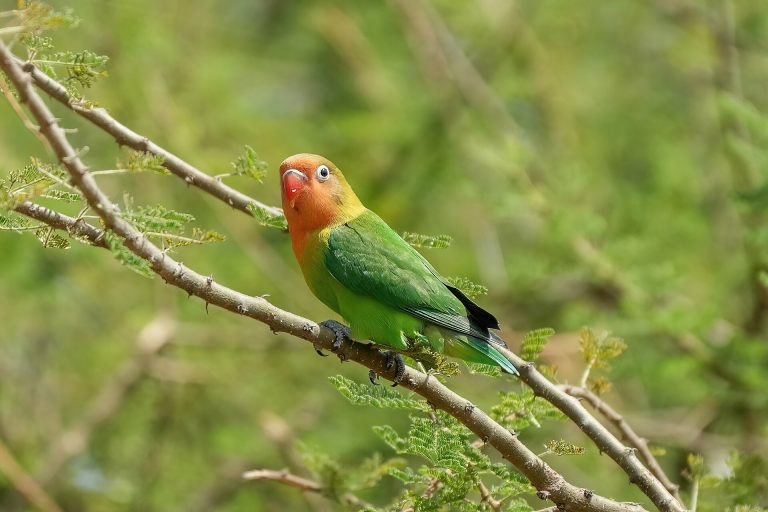 27 Days Birding in Tanzania