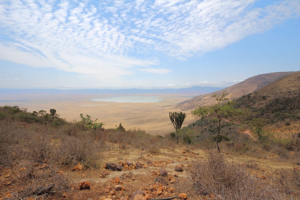 A view from high on a crater wall down across the flat crater floor, with a pale soda lake shining in the distance and a candelabra euphorbia standing on the dry rocky slope in the foreground.