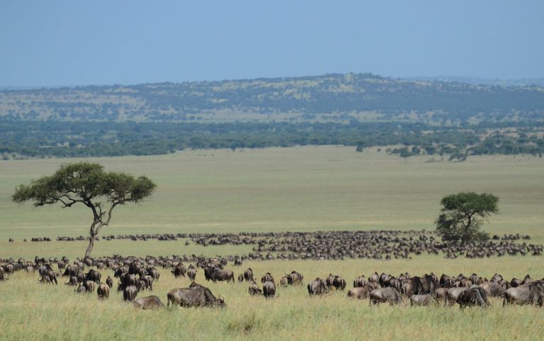 4 Days Serengeti Migration Safari Tanzania