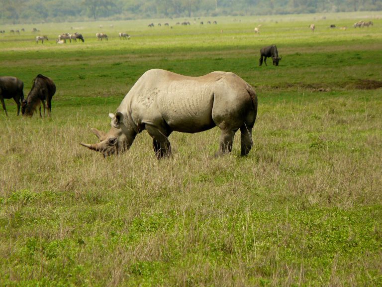 6 day Tanzania Big Five Animals Safari