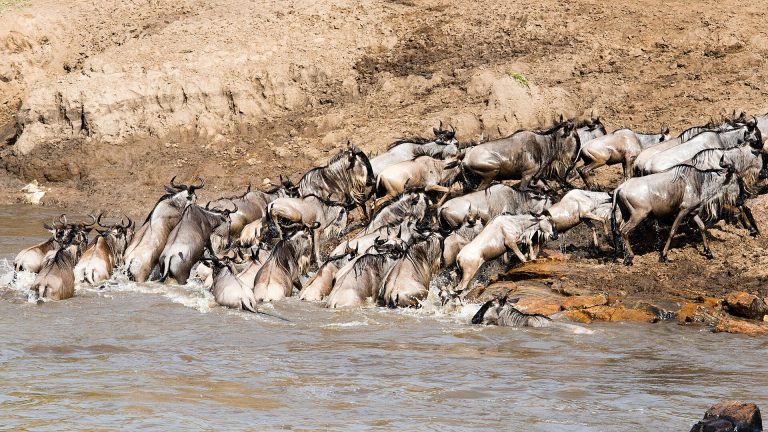 7-Day Fly-In Wildebeest Migration Safari Tanzania