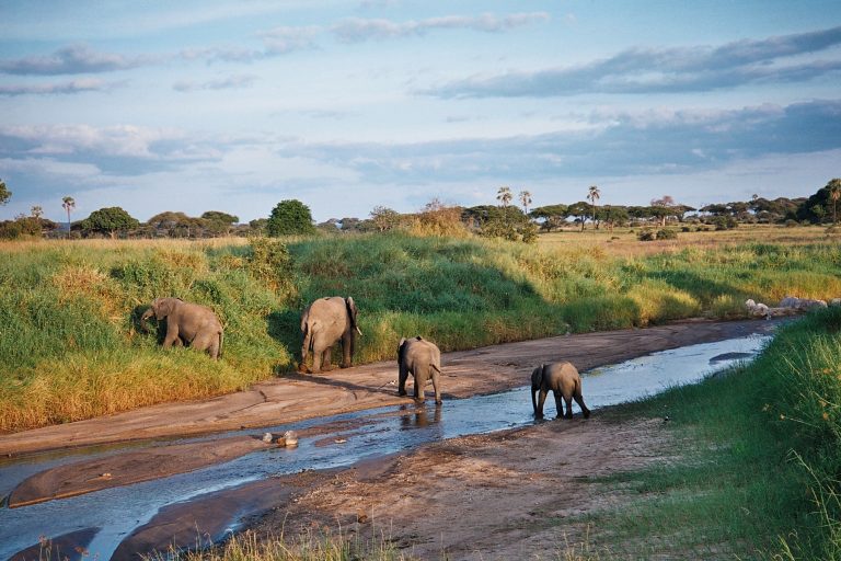 8 Day Fly in Safari Tanzania Tour