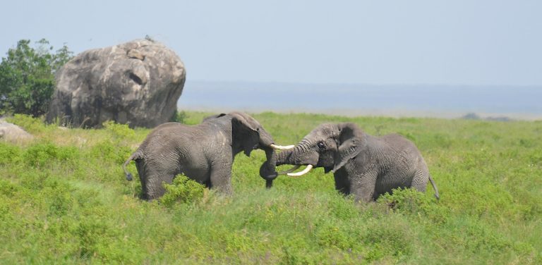 8 Days Big Five & Wildebeest Migration Photo Safari Tanzania