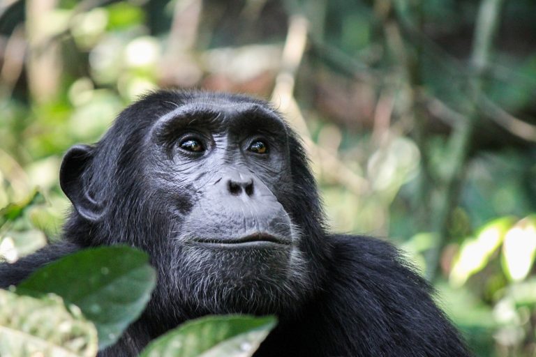 8 Days Chimpanzee Trekking in Tanzania
