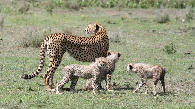 9 Day Tanzanian Honeymoon Holiday