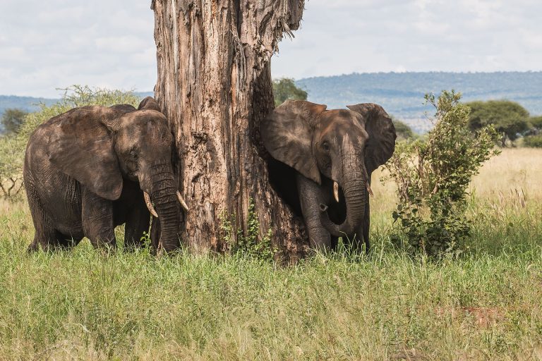 1 Day Tarangire Wildlife Safari | Tanzania Day Tour