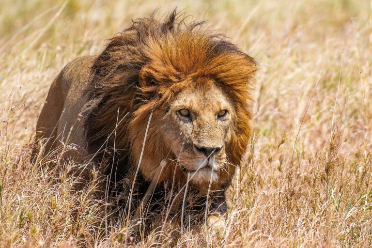 3 Days Serengeti & Ngorongoro Safari, Tanzania Wildlife Tour
