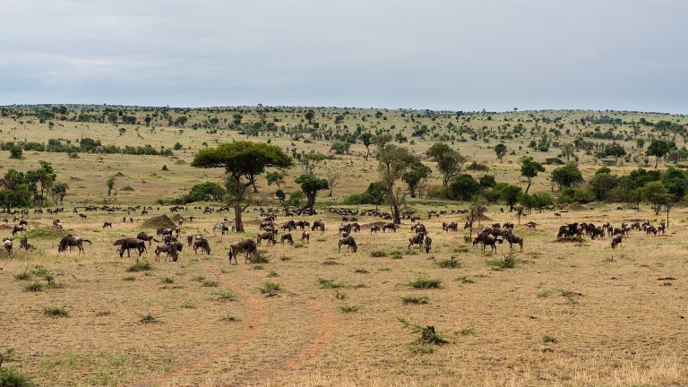 4 Days Serengeti Migration Safari | Tanzania Great Migration