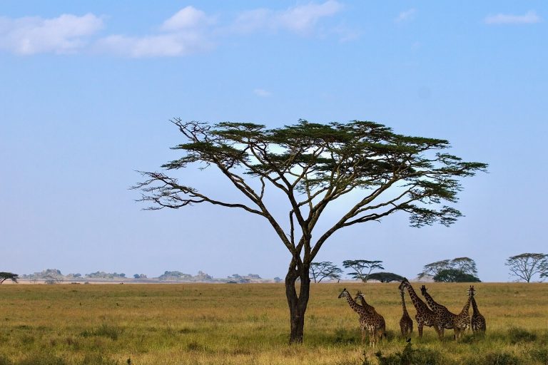 5 Days Tanzania Classic Safari | Serengeti, Ngorongoro & Tarangire Package