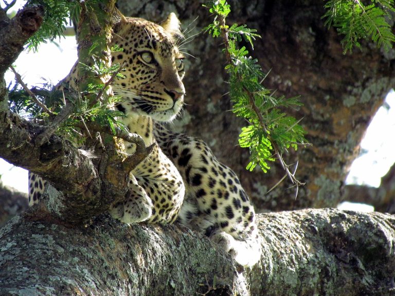 7 Days Tanzania Safari Package | Best Northern Circuit Tour