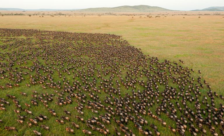 9 Days Tanzania Migration Safari, Great Migration Experience