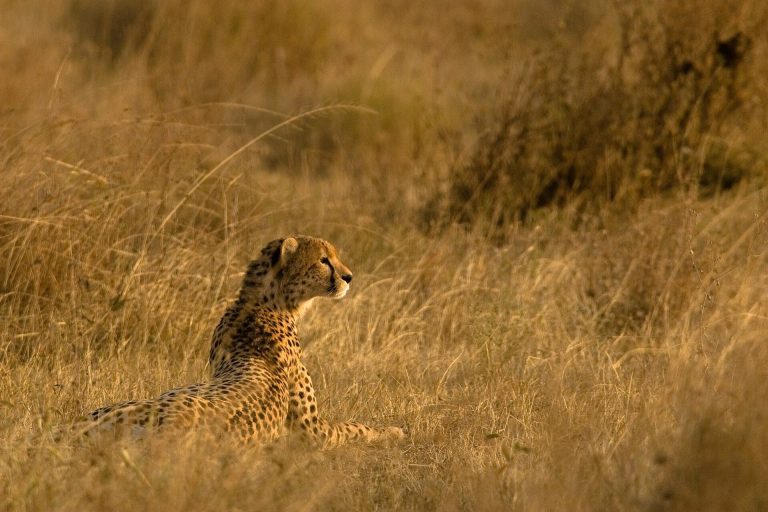 5 Days Northern Tanzania Safari