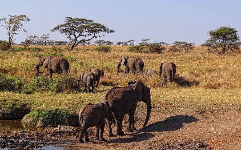A herd of African elephants including calves walking across dry grassland towards a muddy waterhole beneath flat-topped acacias.
