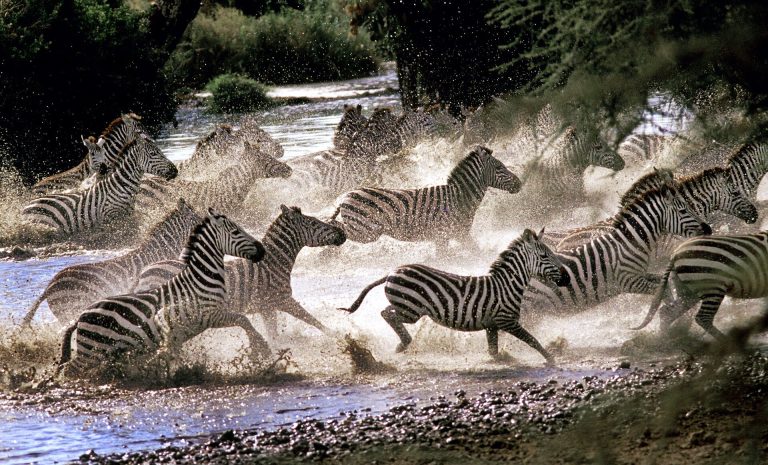 8-Days Rwanda Gorilla and Tanzania Wildebeest Migration Safari