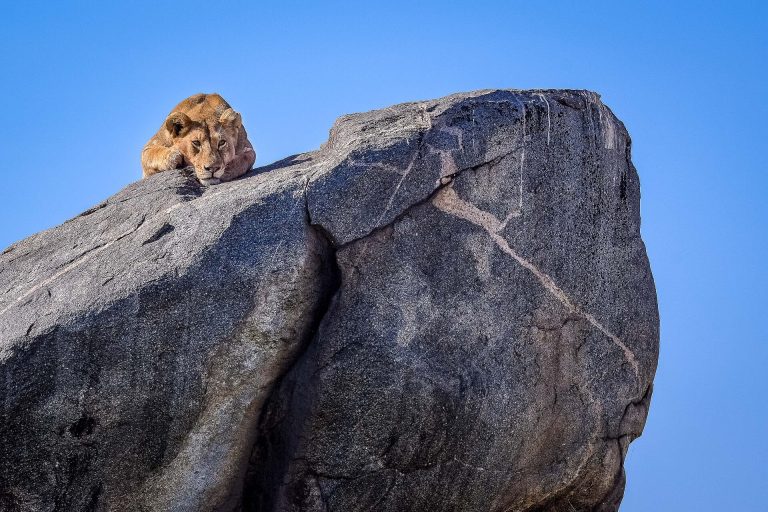 8 Days Wild Plains Of Tanzania Safari