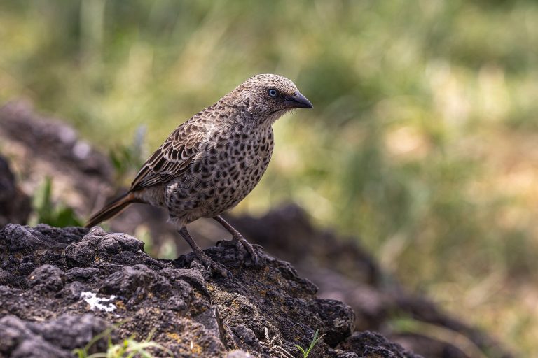 9 Days Tanzania Birding Adventure