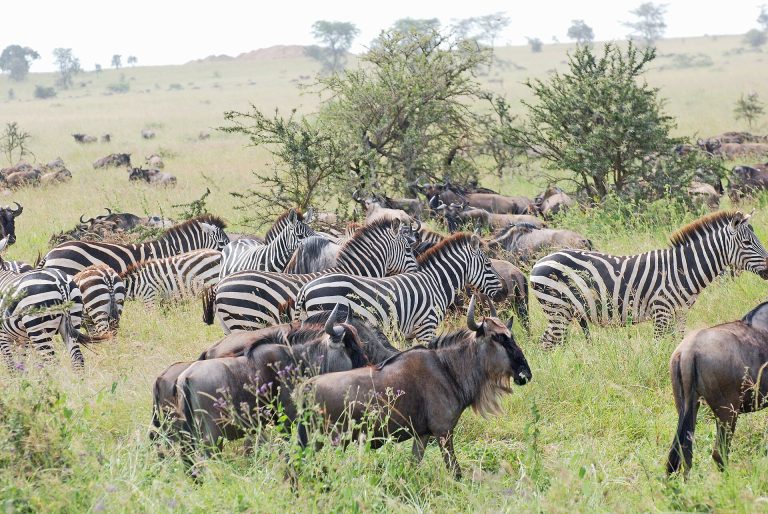 Grand East Africa: Mara, Serengeti & Gorillas