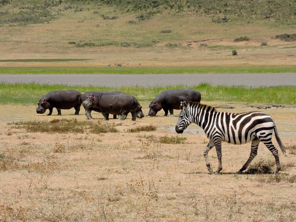 Hippos out of the water grazing on a short-grass flat while a single zebra walks past them, a reed-fringed pool behind.