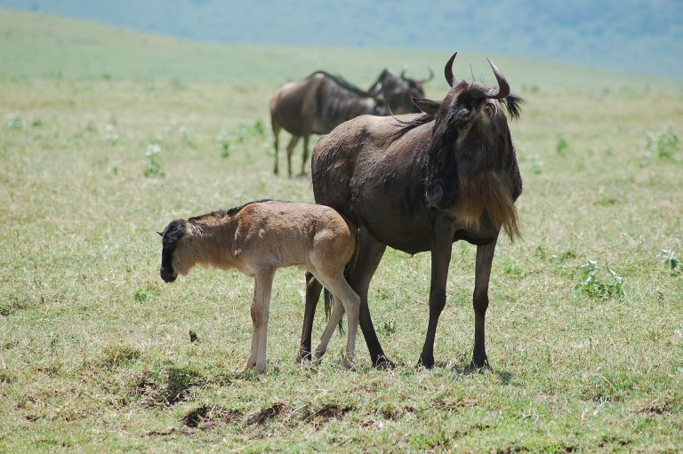Ngorongoro & Serengeti Calving Season