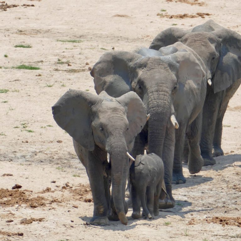Southern Tanzania Wild Luxury