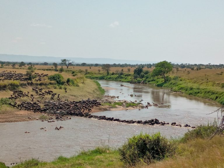 Tanzania Wildebeest Migration