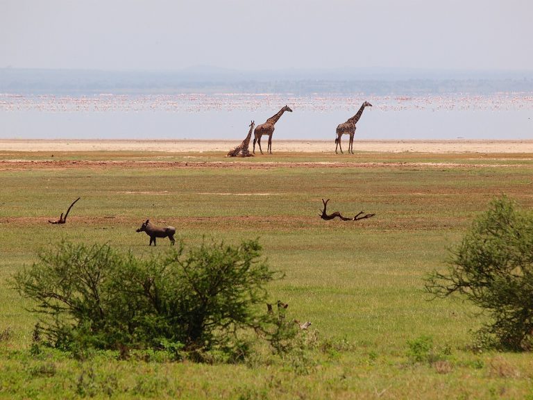 2 Days Lake Manyara Safari
