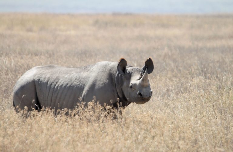 2 Days Ngorongoro Crater Safari