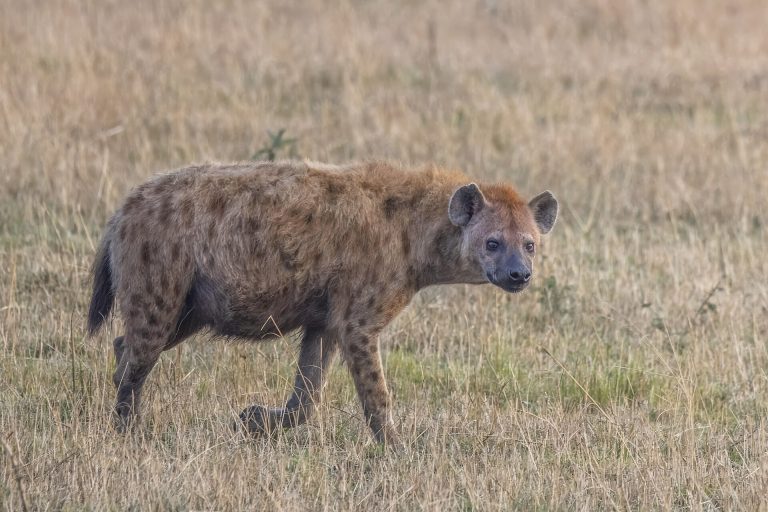 2 Days Serengeti Safari Tanzania