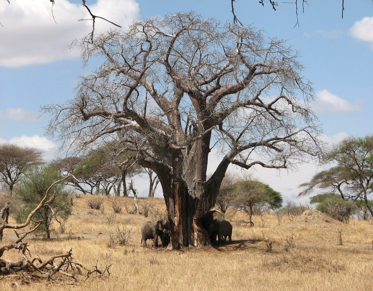 2 Days Tarangire Safari Tanzania