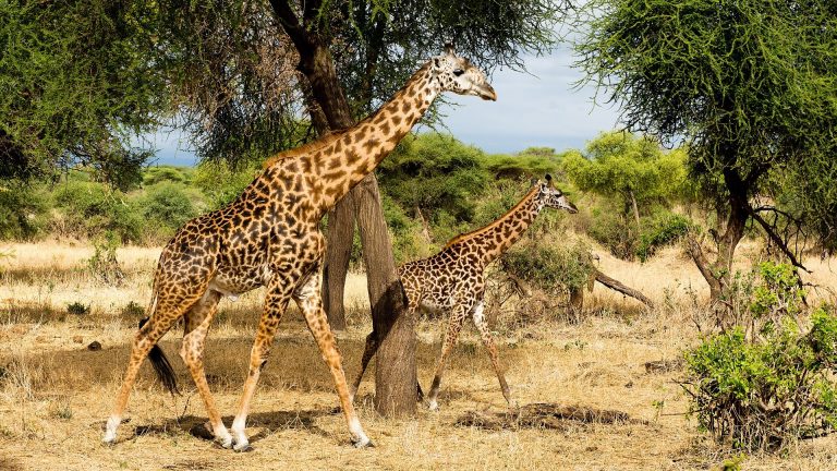 8 Days Safari in Tanzania