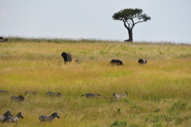 9 Days Tanzania Safari Holiday