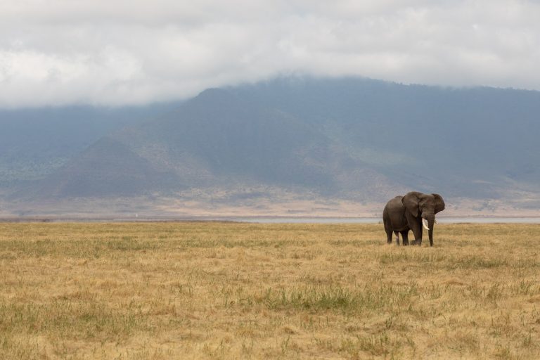 2 Days Tanzania Safari – Tarangire & Ngorongoro Crater Tour