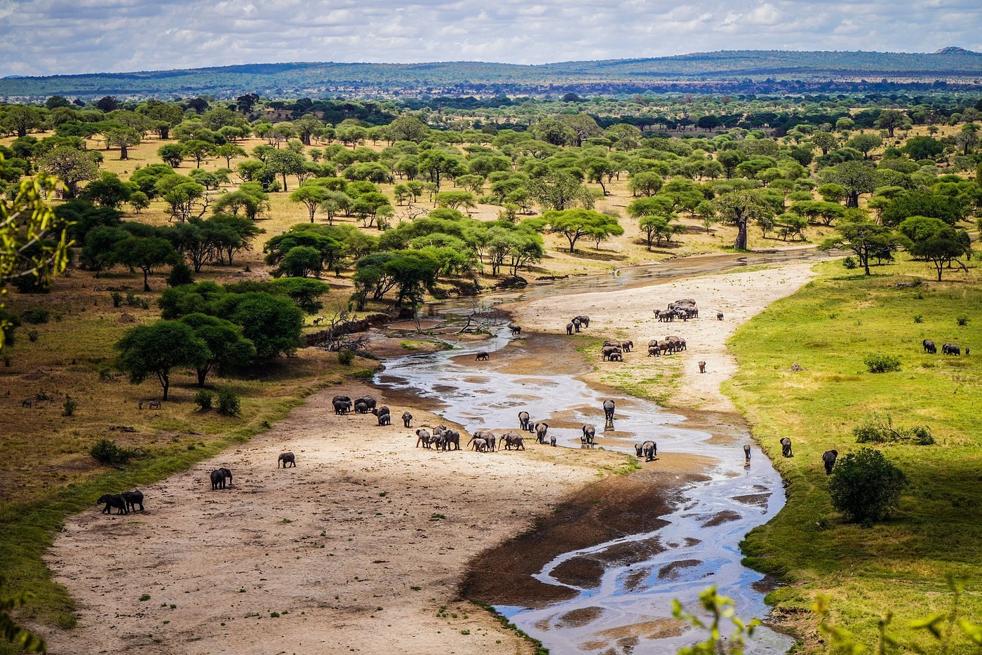 The braided sandy channel of the Tarangire River seen from above, with herds of elephant and buffalo strung along the water and flat-topped acacia woodland on both banks.