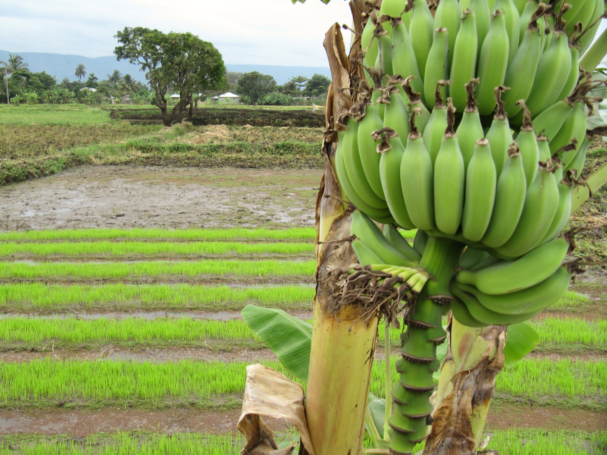 A green bunch of bananas hangs from a banana plant in the foreground, with irrigated rice seedbeds and scattered trees stretching away behind it.