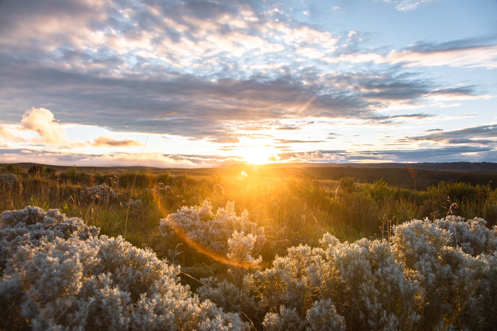 Low sun breaking over open highland moorland, silhouetting clumps of pale everlasting flowers in the foreground with flat grassland running to the horizon.