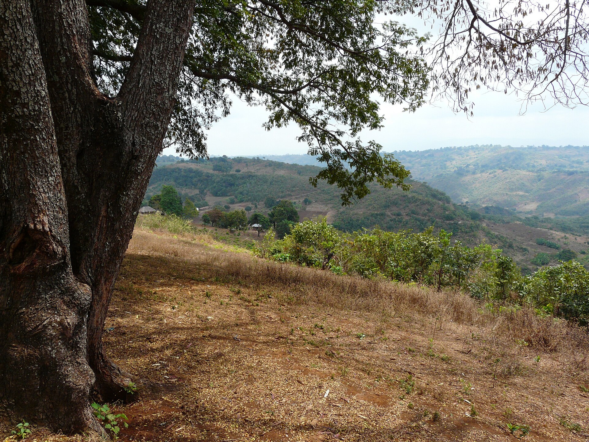 A view out from under a big shade tree across a dry grassy slope to layered blue-green ridges running away into the distance.