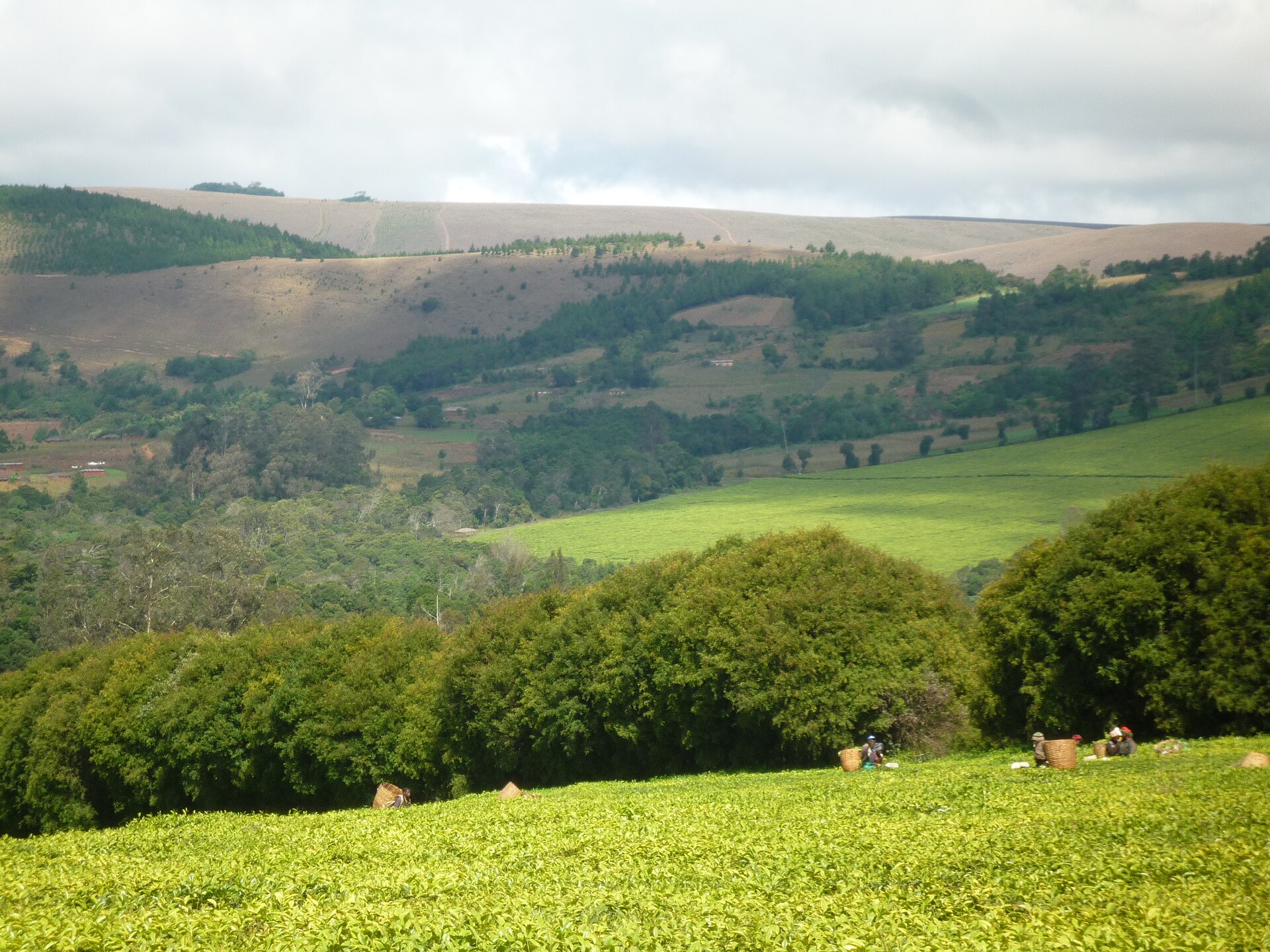 Neatly clipped rows of bright green tea bushes running up a highland slope, broken by dark shade trees and grassy hilltops above.
