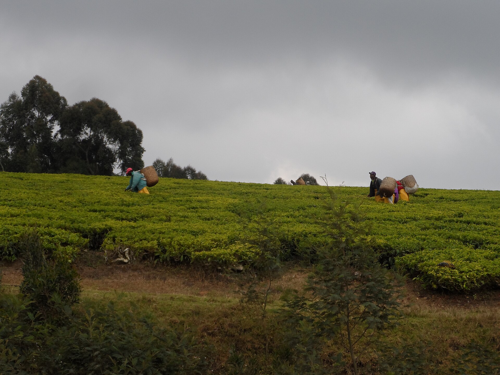 Pickers working in waist-high tea bushes on a highland slope, with low cloud rolling across the ridge behind them.
