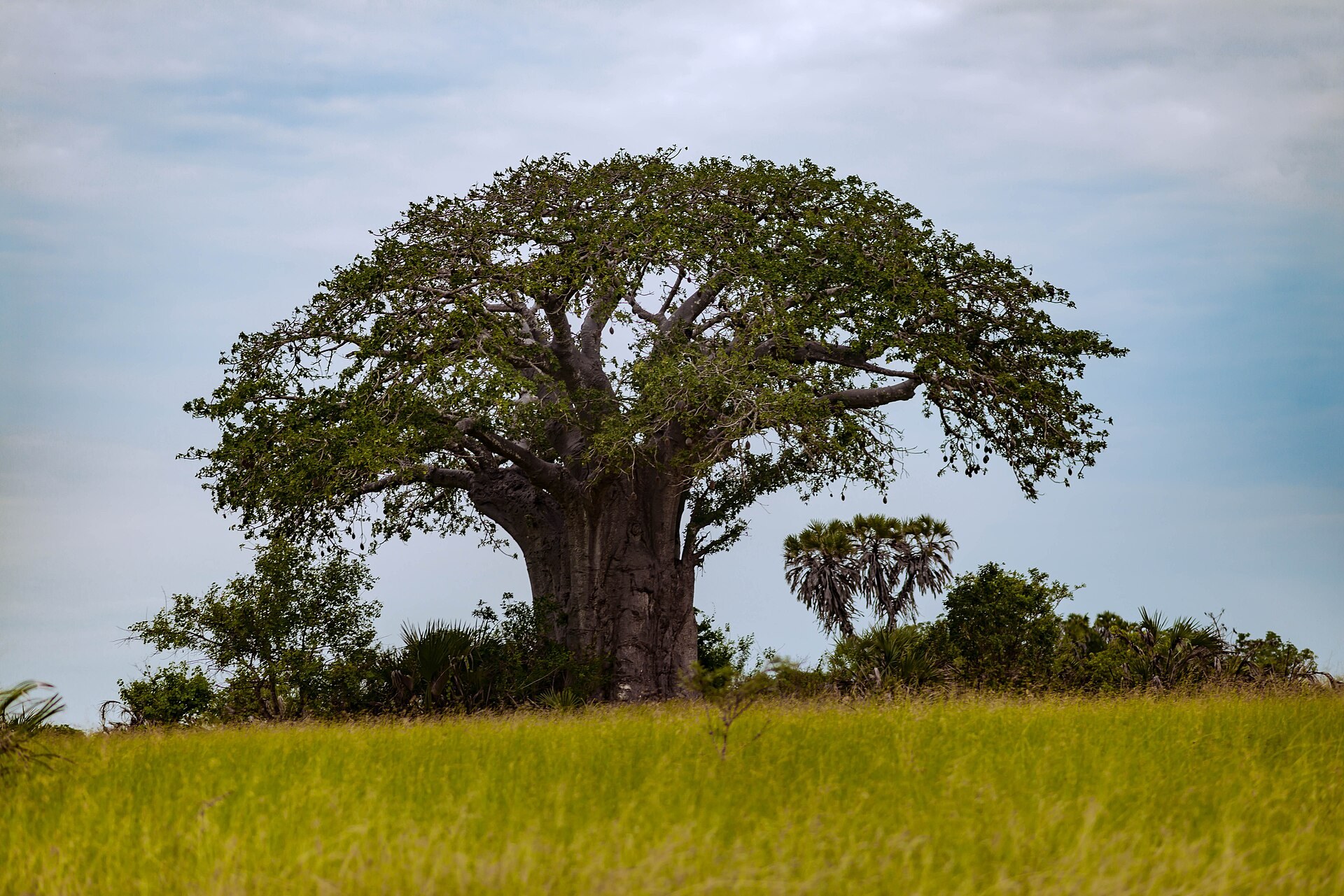 A broad, heavy-limbed baobab in full leaf standing alone in golden grassland in Saadani National Park, with low green bush behind under a pale clouded sky.