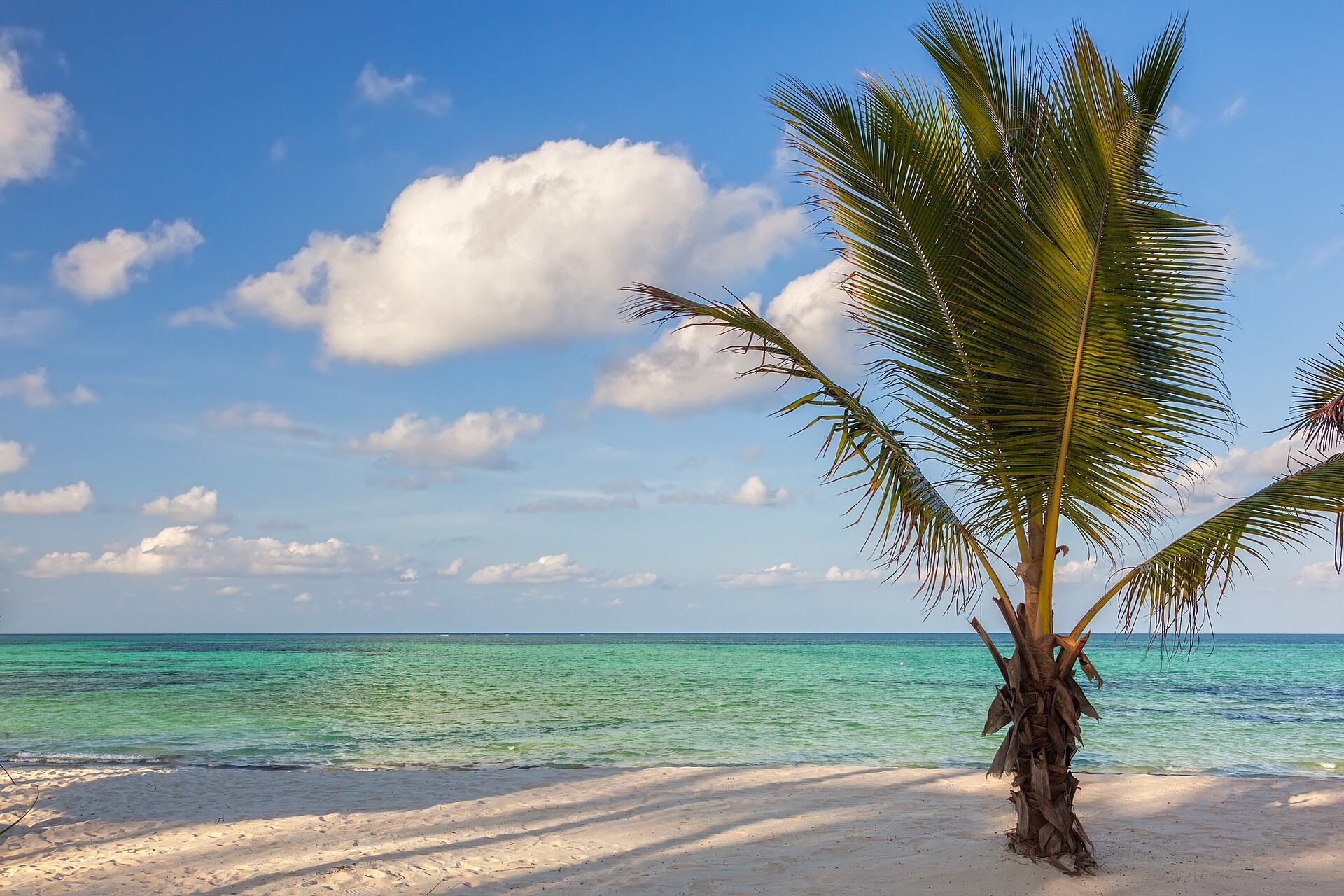 A palm leaning far out over the white sand of Pongwe beach, with bands of turquoise and deep blue water beyond and tall clouds on the horizon.