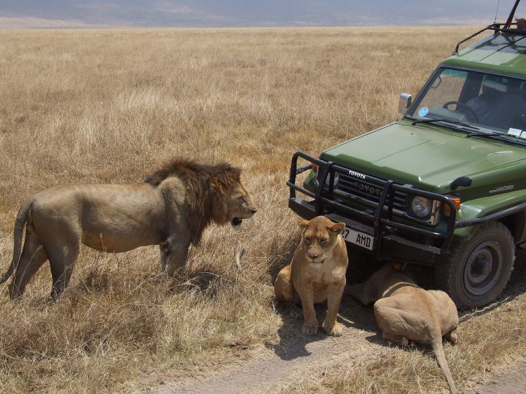 4 Day Tanzania Safari: Ngorongoro, Serengeti, & Tarangire